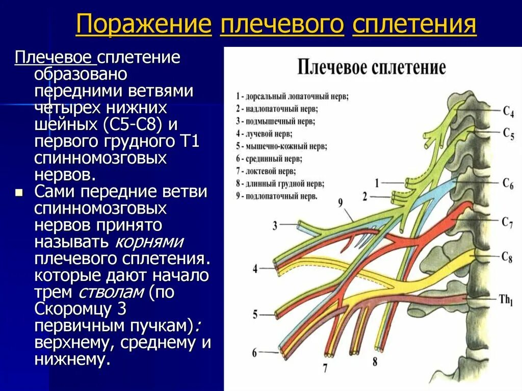 Нейропатия затылочного. Ветви плечевого сплетения анатомия. Симптомы поражения нервов плечевого сплетения. Ветви медиального пучка плечевого сплетения. Плексит плечевого сплетения.