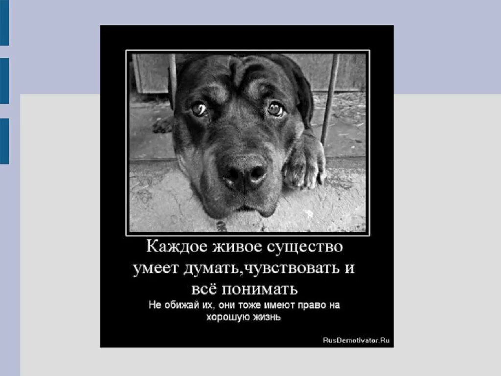 Статусы про собак. Собака-кусака. Плакат не обижайте собак. Не обижайте собак. Каждый думает что умеет думать