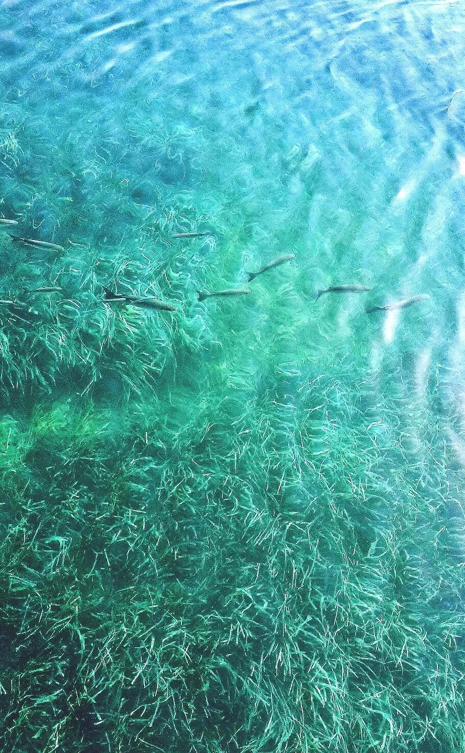 Вода на греческом. Бирюзовое море. Бирюзовое море с рыбками. Бирюзовый цвет воды. Бирюзовая морская вода.