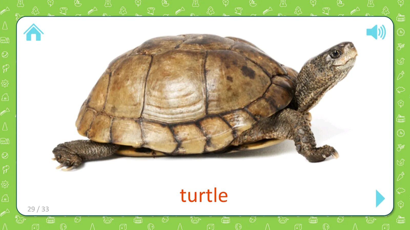 Карточка черепаха. Карточка черепаха для детей. Черепаха по английскому. Карточки по английскому языку черепаха.
