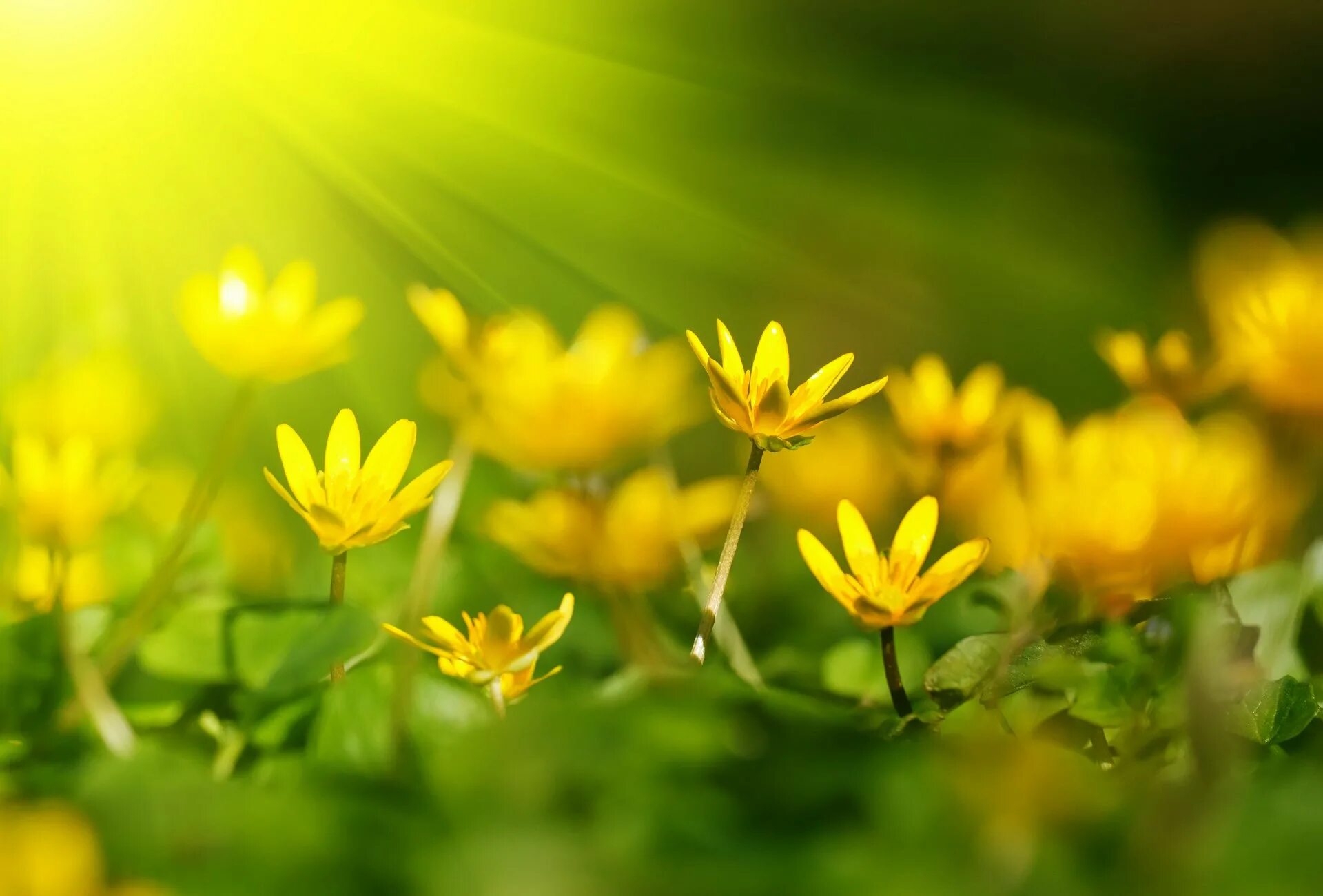 Жёлтый цветок. Цветы на фоне солнца. Цветы в солнечных лучах. Цветы в лучах солнца. Весеннее настроение солнце