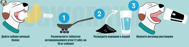 Как остановить рвоту у собаки. Отравление лекарствами собаки. При отравлении собаки. Что дать собаке при отравлении. Что можно дать щенку при отравлении.