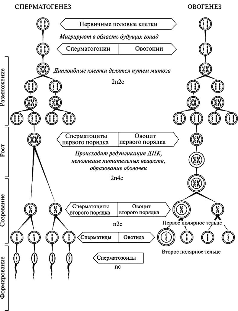 Суть гаметогенеза. Схема сперматогенеза и овогенеза. Стадии гаметогенеза и овогенеза таблица. Таблица стадий сперматогенеза и овогенеза. Развитие половых клеток гаметогенез сперматогенез оогенез.