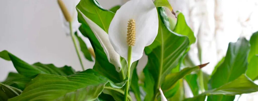 Спатифиллум лимонный. Спатифиллум floribundum. Белокрыльник спатифиллум. Цветок Lily Peace. Растение женское счастье спатифиллум.