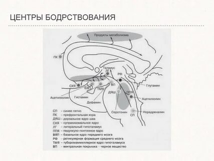 Где находится сон