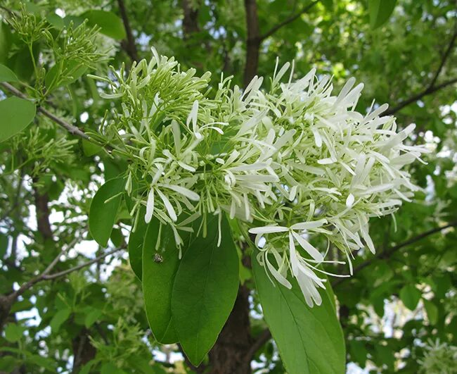 Скимия цветок. Борония крупнопестиковая. Эводия даниэля дерево. Рутовые семейство представители. Семейство рутовые.