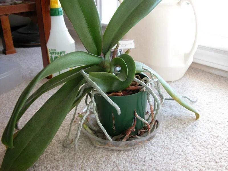Как цветет орхидея в домашних