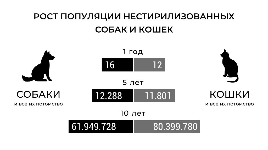 Сколько бездомных животных