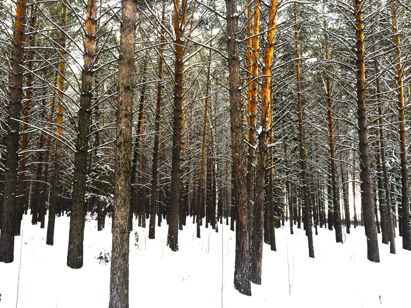 Бор красноярск. Сосновый бор красноярск. сосновый бор красноярск поселок. сосновый бор красноярск удачный. сосновый лес красноярск.
