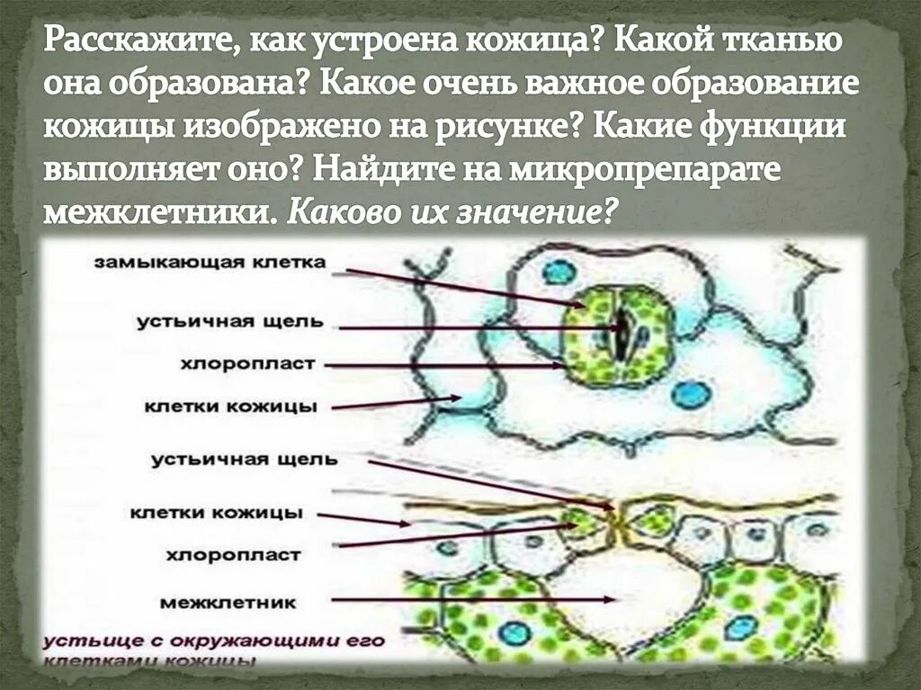 Клеточное строение листа. Строение кожицы листа. Клетки кожицы листа. Кожица листа образована тканью.