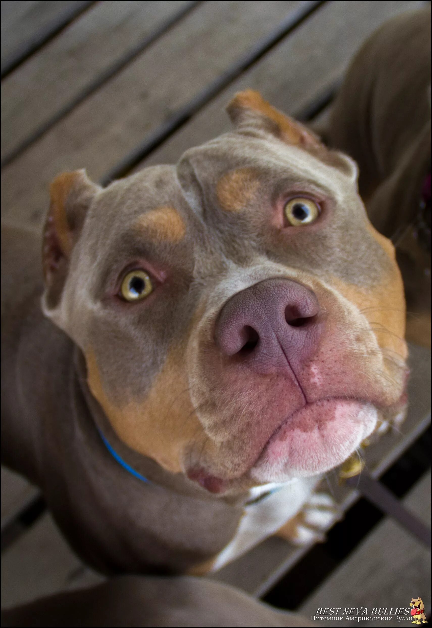 Best bully. Best bully
