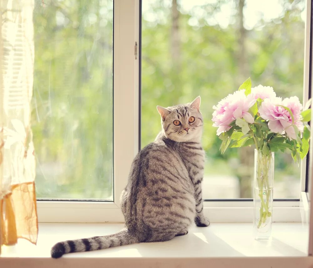 Пластиковые окна кошки. Кот на окне. Котик на подоконнике. Котенок у окна. Кошка на подоконнике.