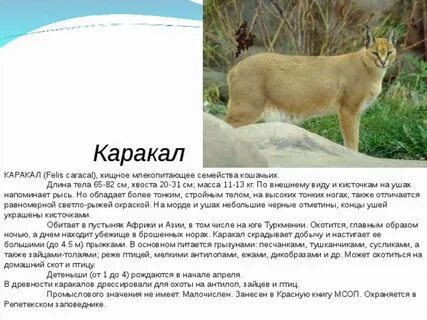 Млекопитающее семейства кошачьих пума кроссворд