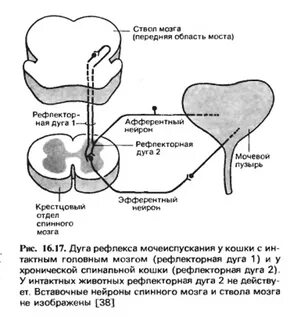 Опорожнение мочевого пузыря