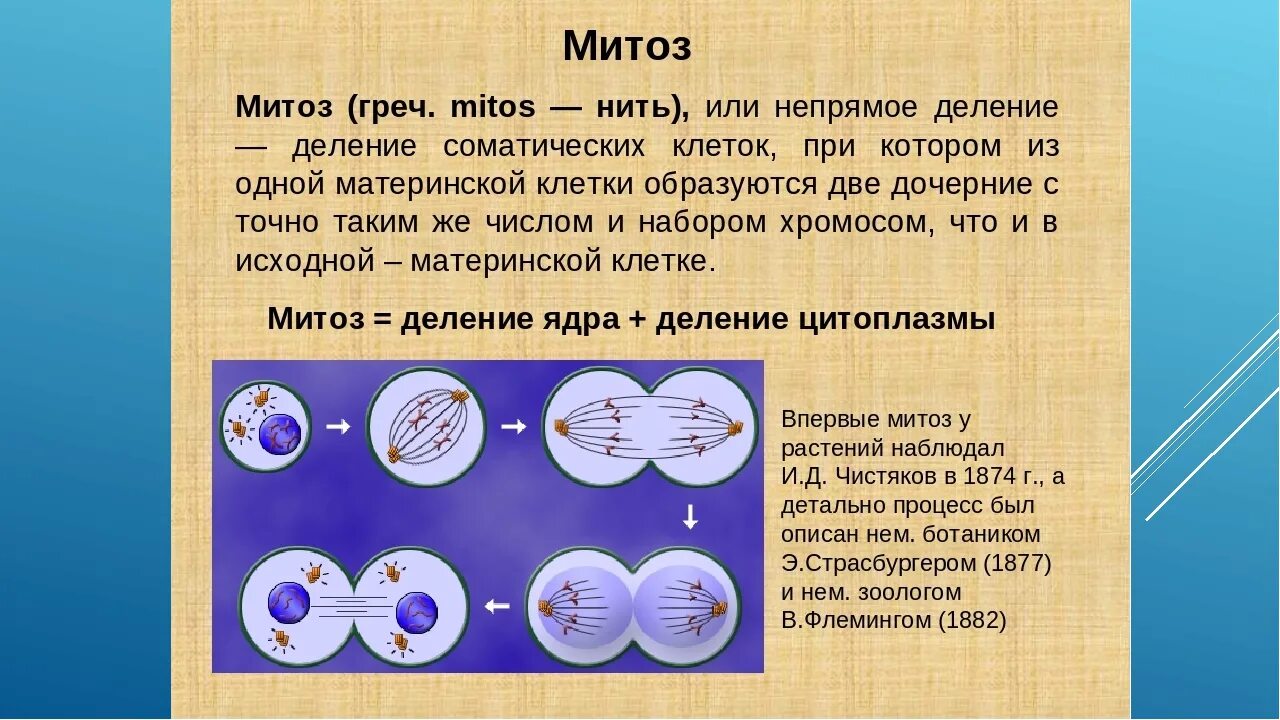 Завершается деление клетки