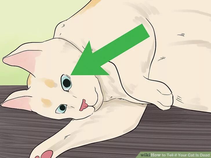 Сердцебиение у котят