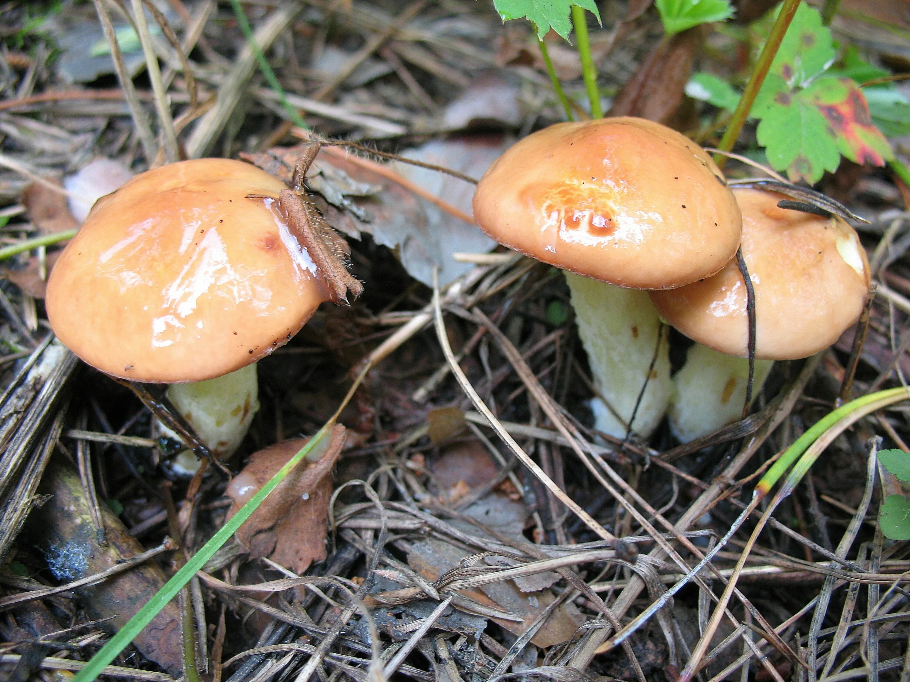 Осенние грибы маслята. Съедобные грибы маслята. Пластинчатый масленок гриб. Гриб Suillus luteus. Боровой масленок.