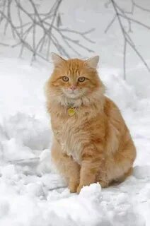 Желать тихо