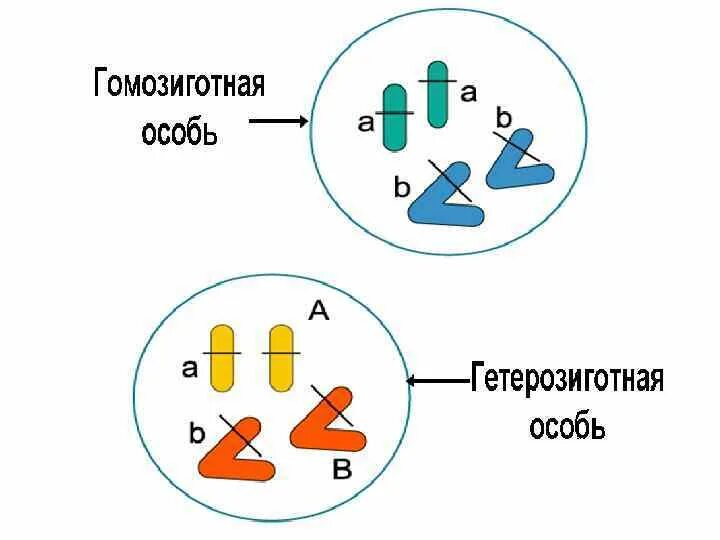 Гомозиготный генотип пример. Гетерозиготная особь. Гомозиготная и гетерозиготная особь. Гомозиготные и гетерозиготные организмы это. Гомозеготные и ге ерозиготные.