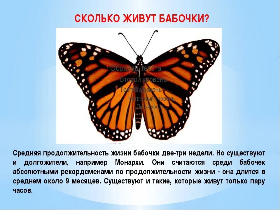 Бабочки картинки окружающий мир. Разнообразие бабочек. Продолжительность жизни бабочки. Сколько живут бабочки. Рассказать о бабочке.