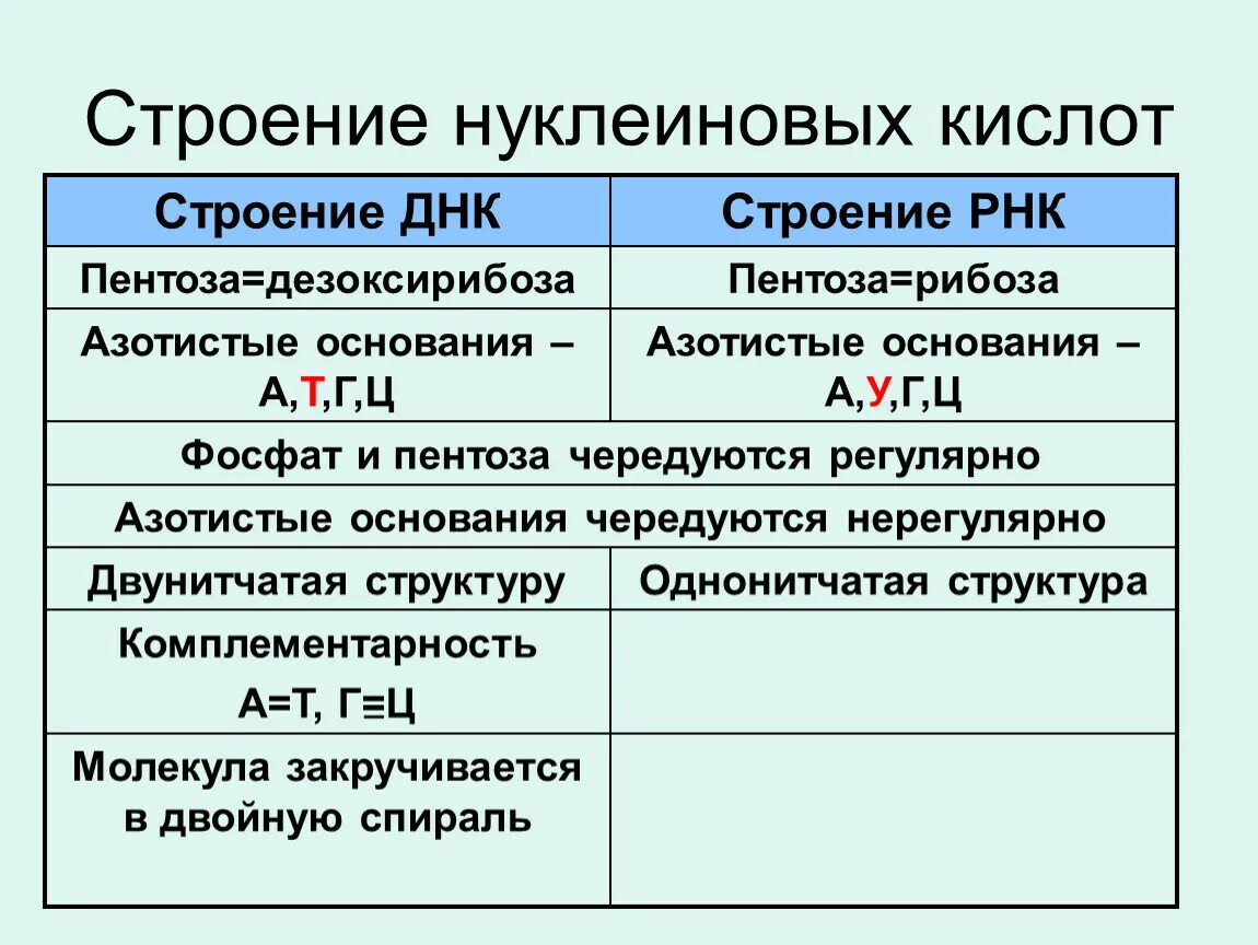 Структура нуклеиновых кислот днк. Строение и функции нуклеиновых кислот ДНК И РНК. Строение нуклеиновых кислот ДНК И РНК. Компонентный состав нуклеиновых кислот. Строение нуклеиновых кислот и их роль.