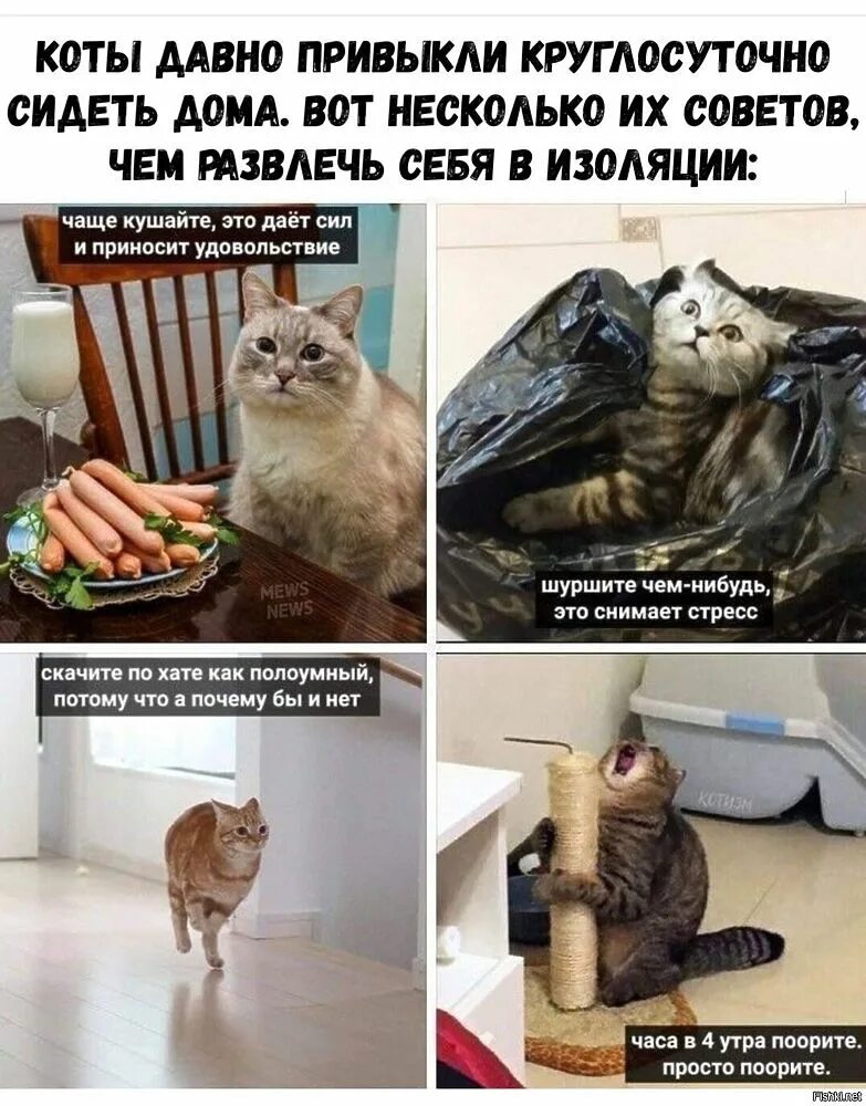 Развлечь себя самой. Шутки с котиками. Мемы с котами. Кот Мем. Смешные мемы с котами.