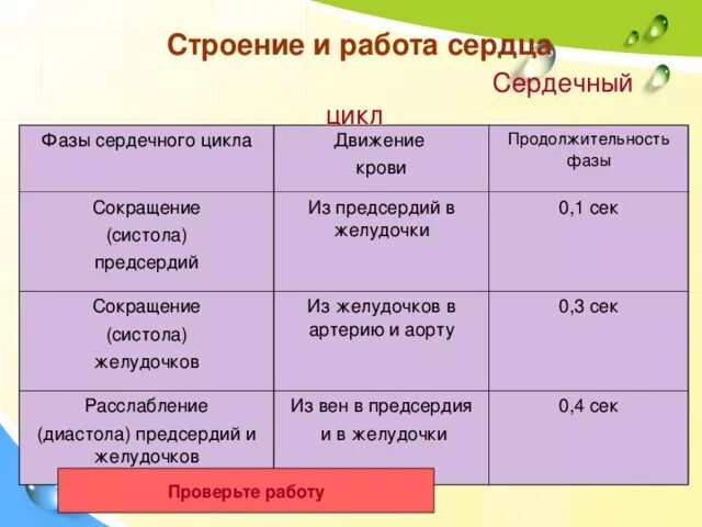 Таблица фазы сердечного цикла Длительность фазы. Фазы сердечного цикла таблица систола желудочков. Таблица фазы сердечного цикла систола предсердий. Фазы сердечного цикла сокращение предсердий.