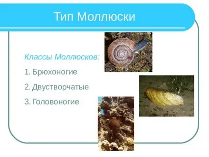 Тип моллюски класс брюхоногие и класс двустворчатые