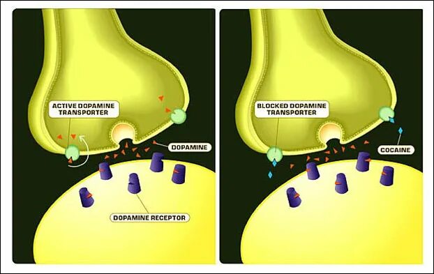 Дофаминовые рецепторы строение. Дофамин влияние. Дофамин синапс. Дофамин Рецептор синапс. Захват дофамина