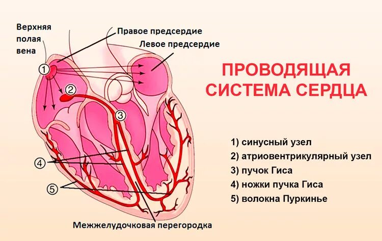 Пучок пуркинье. Схема синусового узла сердца. Проводящая система сердца синоатриальный узел. Синусный узел сердца. Синусовый узел строение.