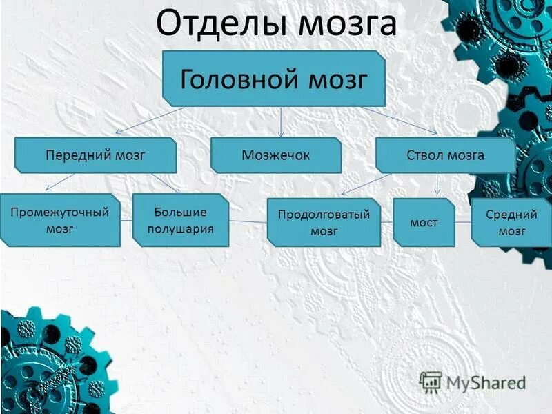 Тест по теме головной мозг