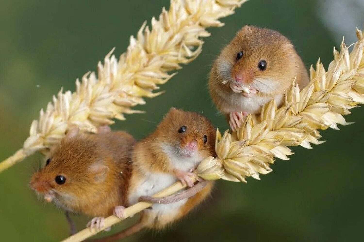 Крысы вредители. Мышь фото. Мышь малютка на колоске. Мышь. Крыса и зерно.