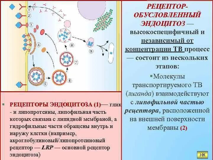 Характерна пульсация образование путем эндоцитоза. Рецептор-опосредованный эндоцитоз. Этапы рецепторно опосредованного эндоцитоза. Рецептор опосредованный эндоцитоз этапы. Рецептор зависимый эндоцитоз.