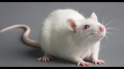 Порно бейнелерді онлайн көру