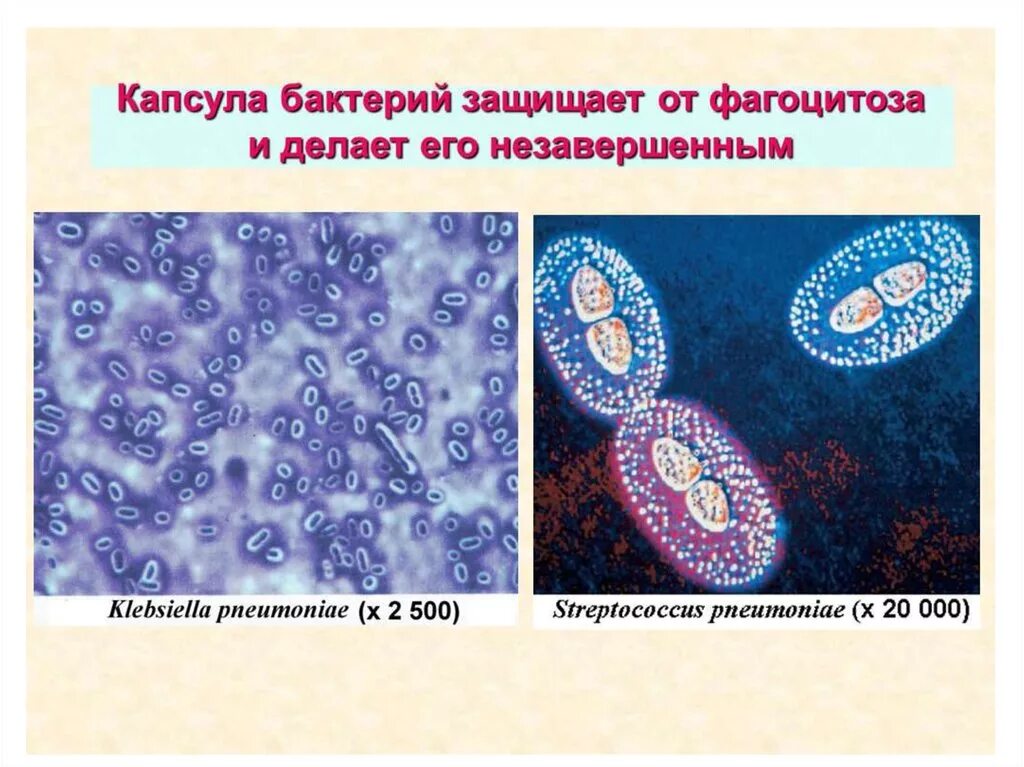 Строение капсулы бактерий микробиология. Слизистая капсула бактериальной клетки. Капсула бактерий микробиология. Методы обнаружения капсулы бактерий. Слизистый слой бактерий