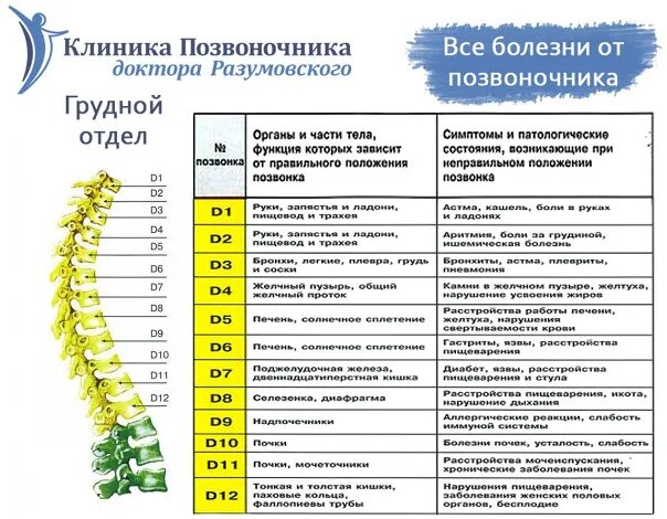 Грудной отдел позвоночника это. Грудной отдел позвоночника состоит из 12 позвонков. Грудной отдел 12 позвонков. 11-12 Отдел позвоночника. Номера позвонков в позвоночнике человека схема расположения.