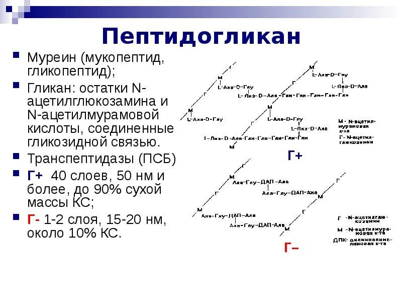 В состав муреина входят. Пептидогликан муреин. Строение бактерии муреин. В состав муреина входят. В состав муреина входят.