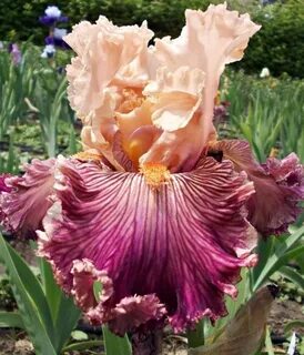 Iris full