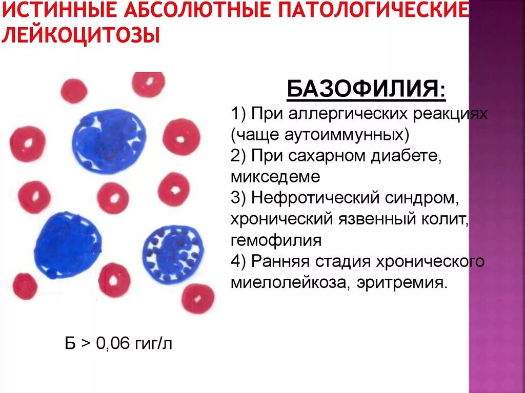 Эозинофильный лейкоцитоз. Лейкоцитоз при аллергических реакциях. Моноцитарный лейкоцитоз. Базофильный лейкоцитоз. Истинный и ложный лейкоцитоз.