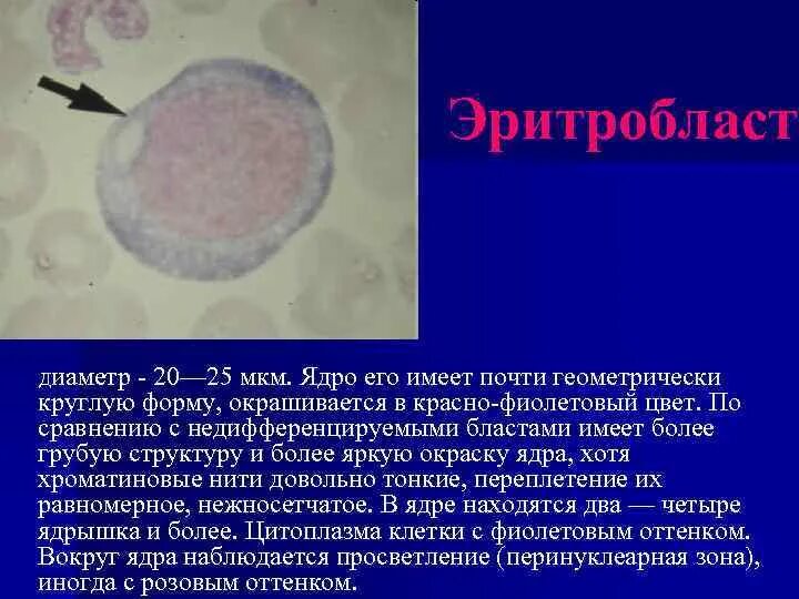 Цитоплазма эритробластов
