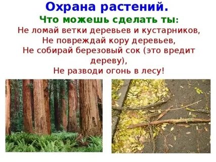 Охрана растений 7 класс