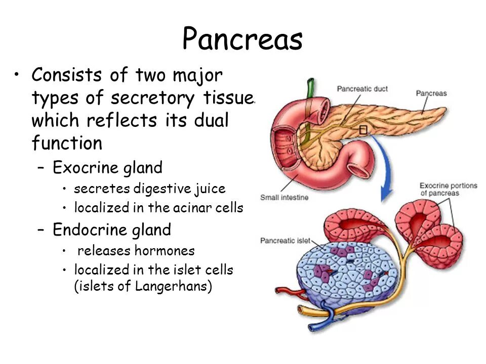 Two major. Endocrine and Exocrine Glands. The Endocrine System поджелудочная железа. The Islets of Langerhans of pancreas. Pancreas Hormones.