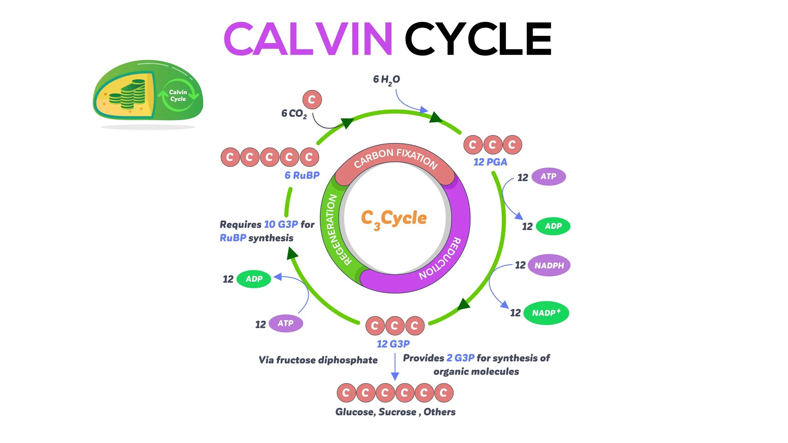 Цикл кальвина в хлоропластах. Кальвин цикл Кальвина. Цикл Кальвина в митохондриях. Цикл Кальвина схема. Цикл Кальвина формула.