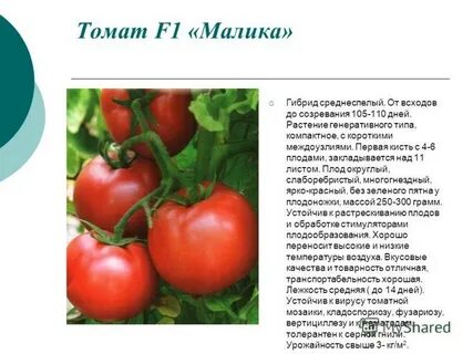 Томаты генеративные