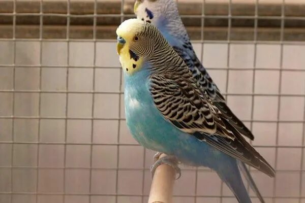 беременный попугай волнистик. беременный волнистый попугай. беременный волнистый попугай. самка волнистого попугая беременна. беременные попугаи волнистые.