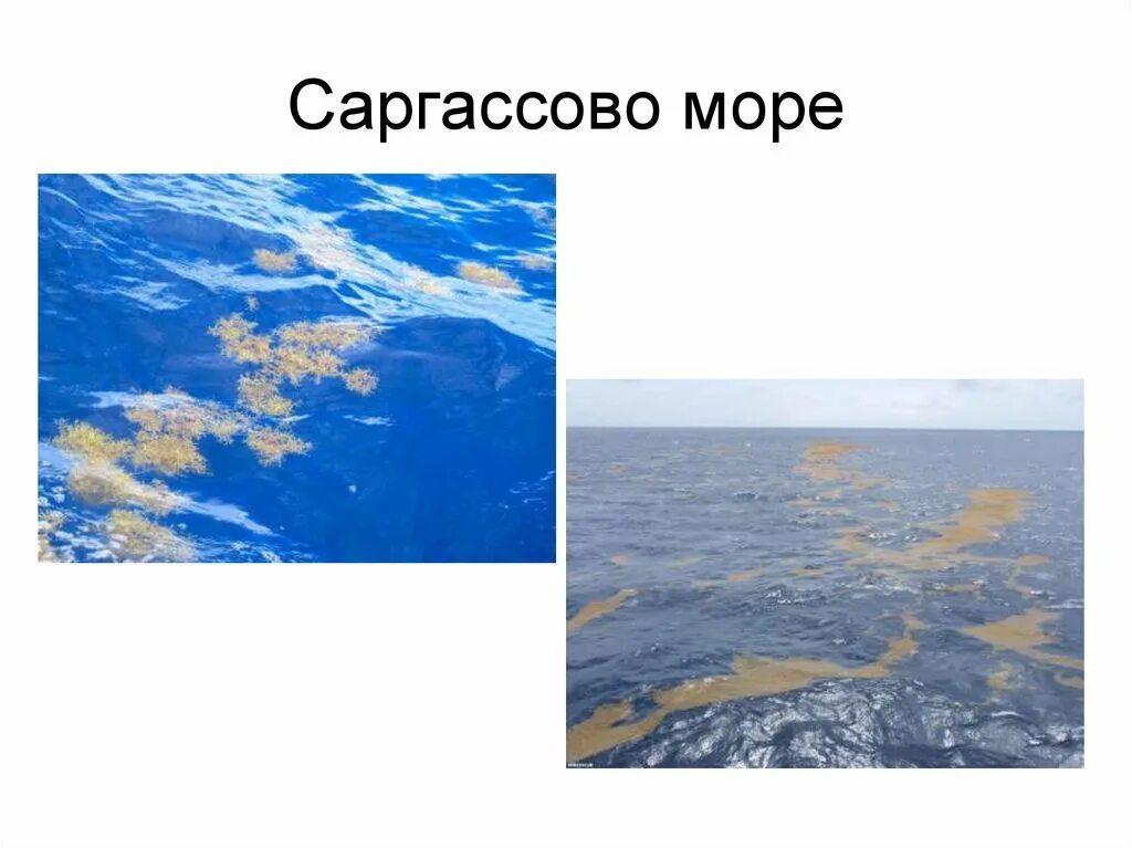 Саргассово какой океан. Саргассово море границы. Саргассово море окраинное. Саргассово море на карте. Самое большое море Саргассово.