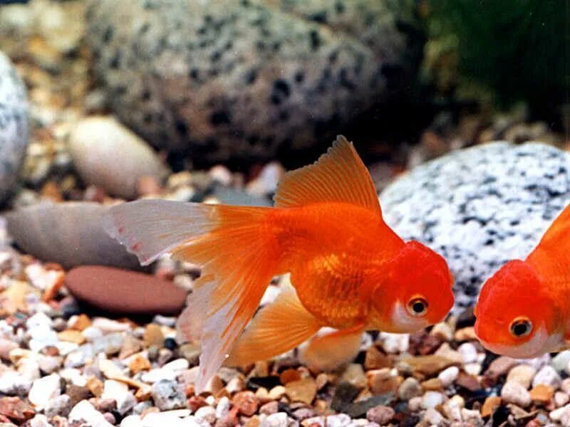 Сколько живут рыбки в домашних условиях. Золотая рыбка львиноголовка. Кардинал рыбка. Золотая рыбка аквариумная. Золотая рыбка в аквариуме.