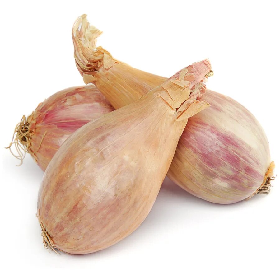 лук севок шалот. лук шалот сорт руж. семена лук шалот деликатес. лук шалот березовский аристократ. лук севок шалот семейный березовский аристократ.