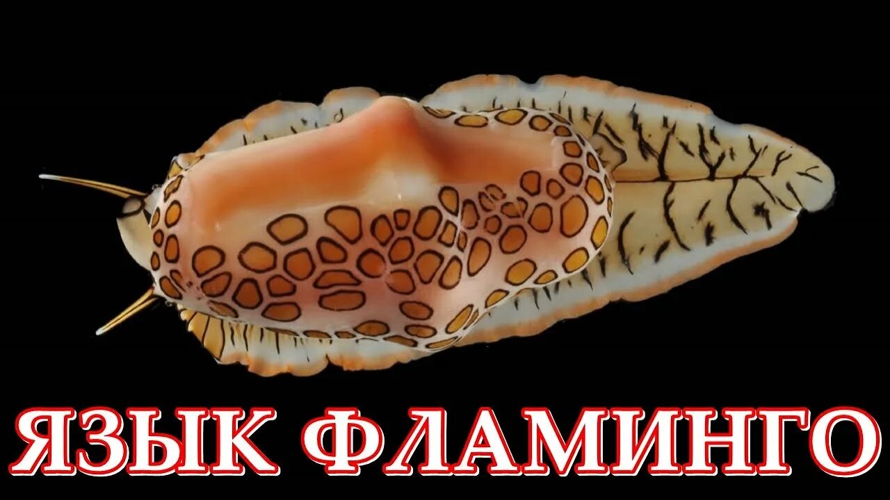 Язык моллюсков. Моллюск «язык Фламинго» (Cyphoma gibbosum). Cyphoma gibbosa. Улитка язык Фламинго. Язык Фламинго или Цифома толстая.