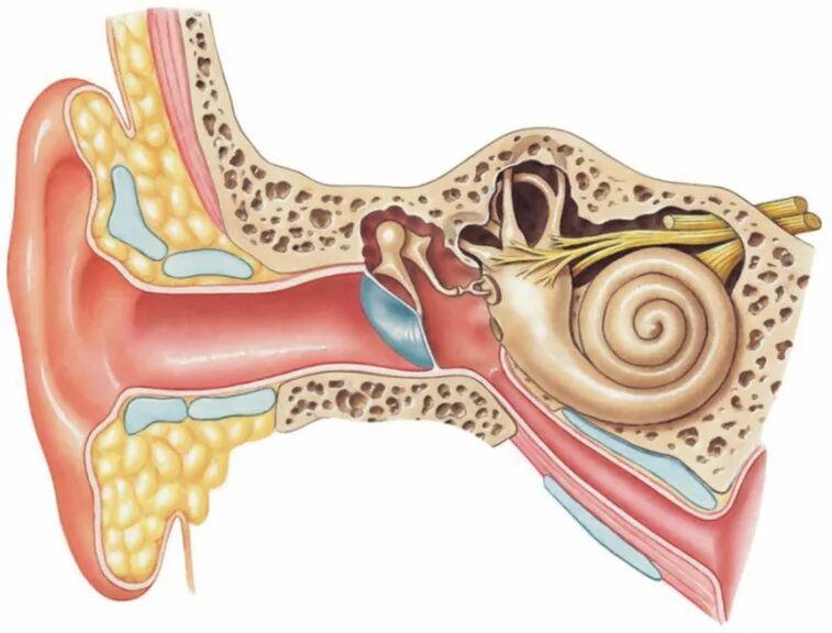 Чувствительный орган слуха. Слуховой анализатор анализатор. Строение уха человека без подписей. Строение уха 3 части. Орган слуха.
